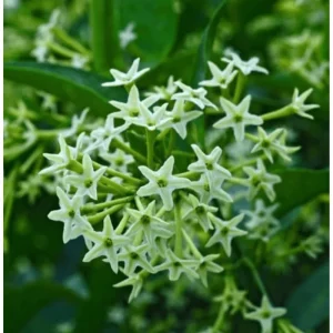 Night Blooming Jasmine Live Plant – Fragrant Flowers – 4