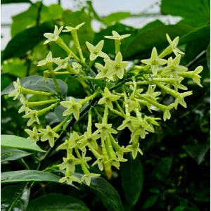 Night Blooming Jasmine Live Plant – Fragrant Flowers – 4