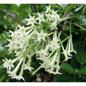Night Blooming Jasmine Live Plant – Fragrant Flowers – 4