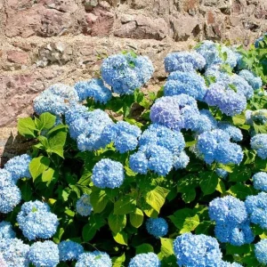 Nikko Blue Hydrangea Live Plant - 2 Rooted Cuttings, 8-12 Inch Tall, Outdoor Shrub - Image 2