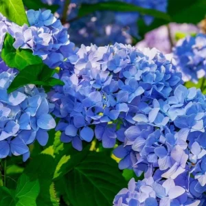 Nikko Blue Hydrangea Live Plant – 2 Rooted Cuttings, 8-12 Inch Tall – Outdoor Shrub - Image 3