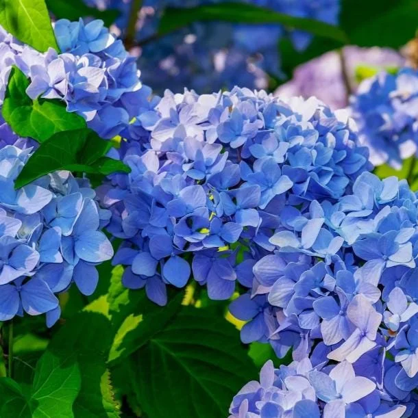 Nikko Blue Hydrangea Live Plant – 2 Rooted Cuttings, 8-12 Inch Tall – Outdoor Shrub - Image 3