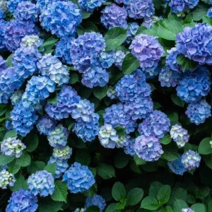 Nikko Blue Hydrangea Live Plant – 2 Rooted Cuttings, 8-12 Inch Tall – Outdoor Shrub - Image 4