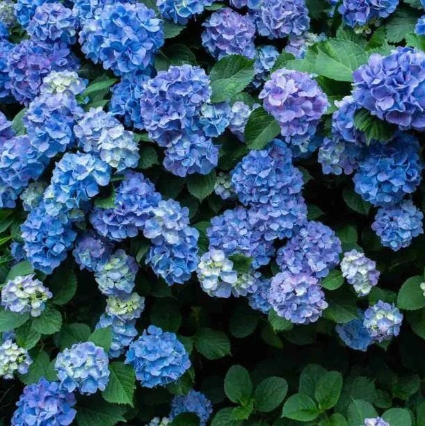 Nikko Blue Hydrangea Live Plant – 2 Rooted Cuttings, 8-12 Inch Tall – Outdoor Shrub - Image 4