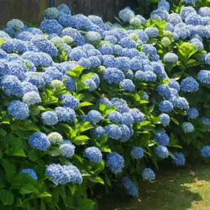 Nikko Blue Hydrangea Live Plant - 2 Rooted Cuttings, 8-12 Inch Tall, Outdoor Shrub - Image 1