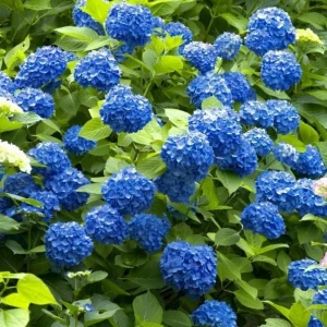 Nikko Blue Hydrangea Live Plant - 2 Rooted Cuttings, 8-12 Inch Tall, Outdoor Shrub - Image 5