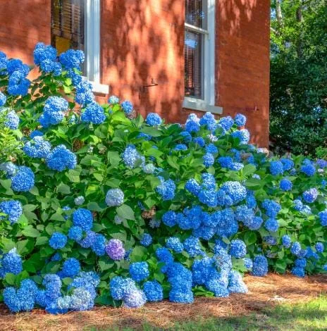 Nikko Blue Hydrangea Live Plant – 2 Rooted Cuttings, 8-12 Inch Tall – Outdoor Shrub - Image 6