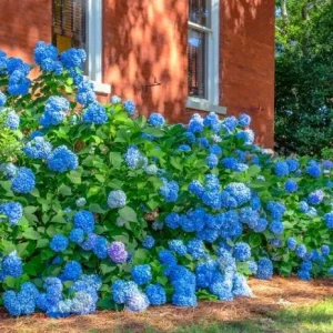 Nikko Blue Hydrangea Live Plant - 2 Rooted Cuttings, 8-12 Inch Tall, Outdoor Shrub - Image 6