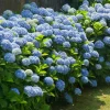 Nikko Blue Hydrangea Live Plant – 2 Rooted Cuttings, 8-12 Inch Tall – Outdoor Shrub - Image 1