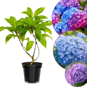 Nikko Blue Hydrangea Tree Live Plant, Quart Pot, 1 Year Old Well-rooted - Image 2
