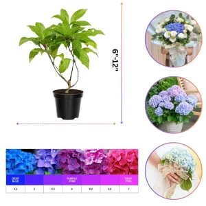 Nikko Blue Hydrangea Tree Live Plant, Quart Pot, 1 Year Old Well-rooted - Image 5