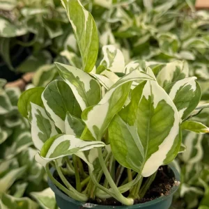N'Joy Pothos Live Plant - Epipremnum Aureum Variegated Houseplant 4 Inch Pot - Image 4