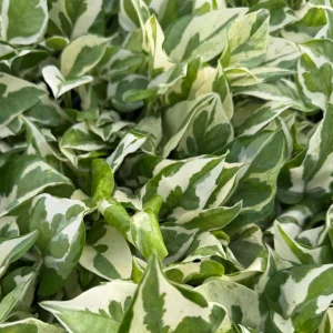 N'Joy Pothos Live Plant - Epipremnum Aureum Variegated Houseplant 4 Inch Pot - Image 5