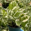 N'Joy Pothos Live Plant - Epipremnum Aureum Variegated Houseplant 4 Inch Pot - Image 1