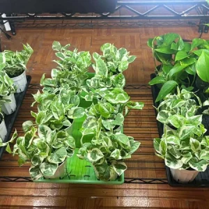 N'Joy Pothos Live Plant - Variegated Devil's Ivy, 3-5 Inch Tall, 4 Inch Pot, Indoor - Image 2