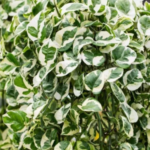 N'Joy Pothos Live Plant - Variegated Devil's Ivy, 3-5 Inch Tall, 4 Inch Pot, Indoor - Image 4