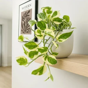 N'Joy Pothos Live Plant - Variegated Devil's Ivy, 3-5 Inch Tall, 4 Inch Pot, Indoor - Image 5