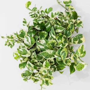 N'Joy Pothos Live Plant - Variegated Devil's Ivy, 3-5 Inch Tall, 4 Inch Pot, Indoor - Image 6