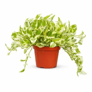 N'Joy Pothos Live Plant - Variegated Devil's Ivy, 3-5 Inch Tall, 4 Inch Pot, Indoor - Image 1