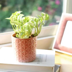 N'Joy Pothos Live Plant - Variegated Devil's Ivy, 3-5 Inch Tall, 4 Inch Pot, Indoor - Image 7