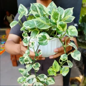 N'Joy Pothos Live Plant - Variegated Devil's Ivy, 3-5 Inch Tall, 4 Inch Pot, Indoor - Image 8