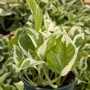 N'Joy Pothos Live Plant – Variegated Houseplant in 4 Inch Pot – Indoor - Image 4
