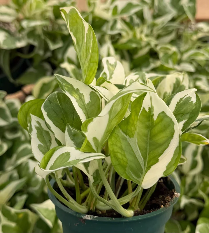 N'Joy Pothos Live Plant – Variegated Houseplant in 4 Inch Pot – Indoor - Image 4