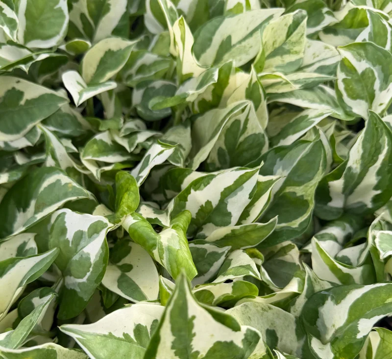 N'Joy Pothos Live Plant – Variegated Houseplant in 4 Inch Pot – Indoor - Image 5