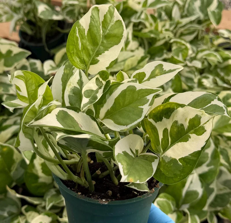 N'Joy Pothos Live Plant – Variegated Houseplant in 4 Inch Pot – Indoor - Image 1