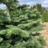 Noble Fir Live Starter Tree - 4-8 inch Tall Evergreen Conifer Plant for Holiday & Landscape - Image 1