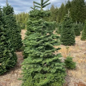 Noble Fir Live Starter Tree - 4-8 inch Tall Evergreen Conifer Plant for Holiday & Landscape - Image 2