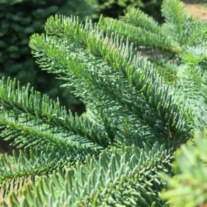 Noble Fir Live Starter Tree - 4-8 inch Tall Evergreen Conifer Plant for Holiday & Landscape - Image 3