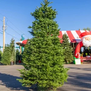 Noble Fir Live Starter Tree - 4-8 inch Tall Evergreen Conifer Plant for Holiday & Landscape - Image 4