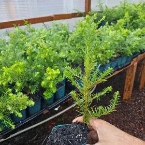 Noble Fir Live Starter Tree - 4-8 inch Tall Evergreen Conifer Plant for Holiday & Landscape - Image 5