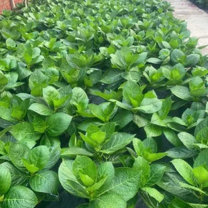 Oakleaf Hydrangea Live Plant – 4 Inch Pot – Outdoor Ornamental Shrub - Image 4