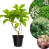 Oakleaf Hydrangea Live Plant – 4 Inch Pot – Outdoor Ornamental Shrub - Image 1