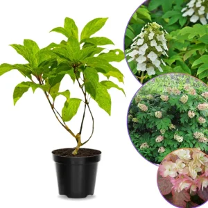 Oakleaf Hydrangea Live Plant – 4 Inch Pot – Outdoor Ornamental Shrub - Image 1