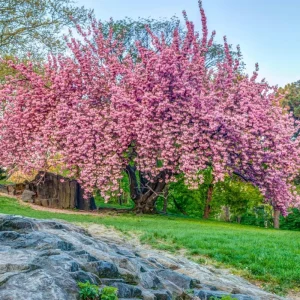 Okame Japanese Flowering Cherry Tree Live Plant – 2.5-inch Pot – 1 Year Old – Pink Blooms – Outdoor - Image 5