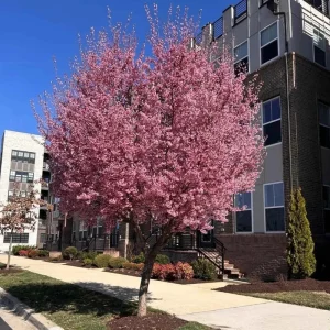 Okame Japanese Flowering Cherry Tree Live Plant – 2.5-inch Pot – 1 Year Old – Pink Blooms – Outdoor - Image 6