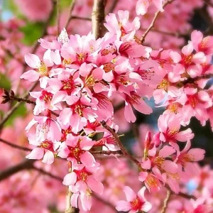 Okame Pink Flowering Cherry Tree Live Plant - 14+ Inches Tall - Outdoor Deciduous - Image 2