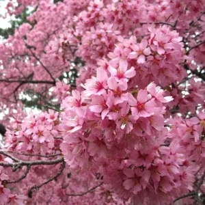 Okame Pink Flowering Cherry Tree Live Plant - 14+ Inches Tall - Outdoor Deciduous - Image 4