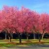 Okame Pink Flowering Cherry Tree Live Plant – Bare Root – 14+ Inches – Outdoor - Image 1
