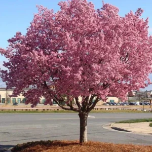 Okame Pink Flowering Cherry Tree Live Plant – Bare Root – 14+ Inches – Outdoor - Image 3