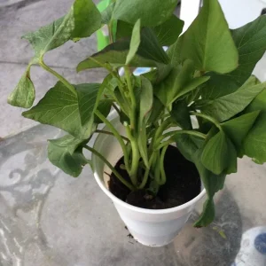 Okinawa Purple Sweet Potato Plants - 3 Live Slips for Edible Garden - Image 10