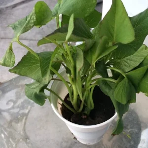 Okinawa Purple Sweet Potato Plants - 3 Live Slips for Edible Garden - Image 4