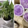 Okinawa Purple Sweet Potato Plants - 3 Live Slips for Edible Garden - Image 1