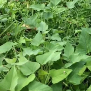 Okinawa & Radiosa Sweet Potato Slips - 10 Live Cuttings for Planting - Image 3
