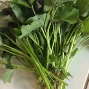 Okinawa & Radiosa Sweet Potato Slips - 10 Live Cuttings for Planting - Image 4