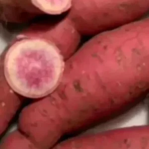 Okinawa & Radiosa Sweet Potato Slips - 10 Live Cuttings for Planting - Image 5