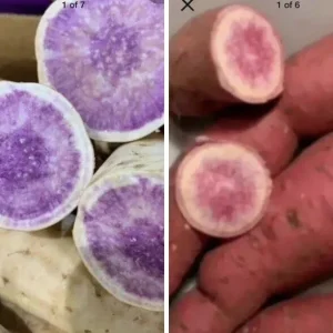 Okinawa & Radiosa Sweet Potato Slips - 10 Live Cuttings for Planting - Image 1